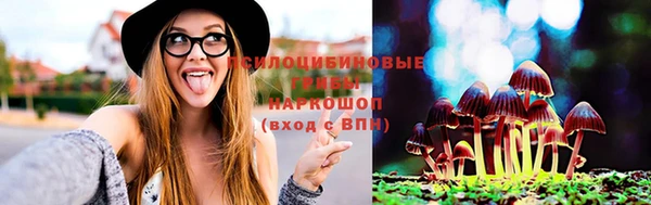 сатива Новокубанск